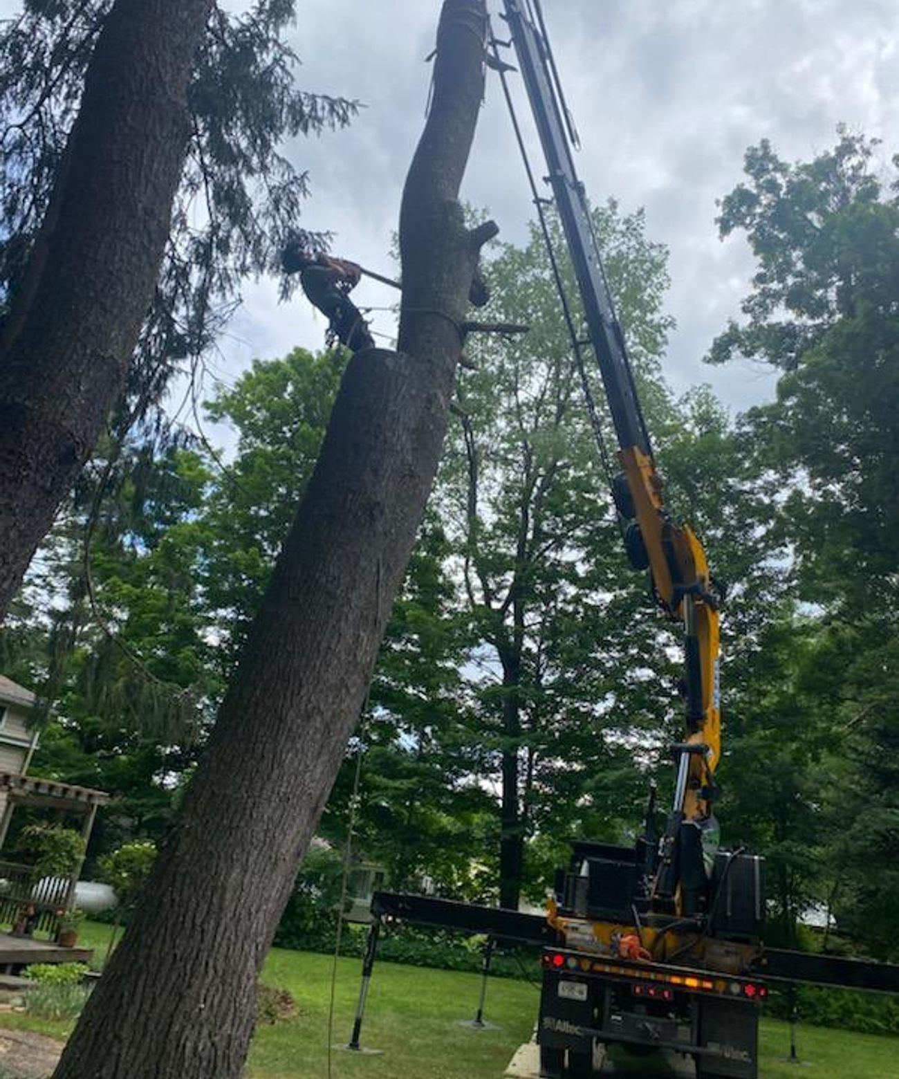 Tree Removal