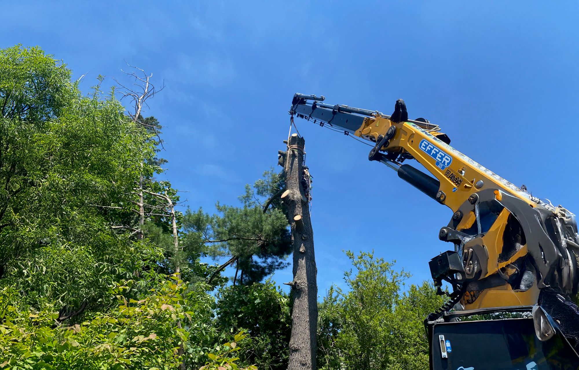 tree crane removal