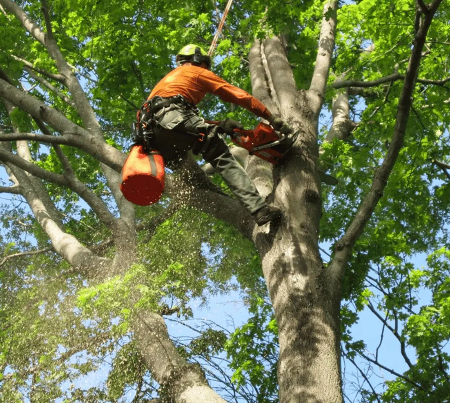 tree trimming